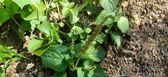 Coleus monostachyus
