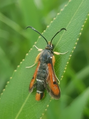Pyropteron chrysidiforme