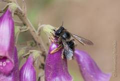 Xylocopa cantabrita