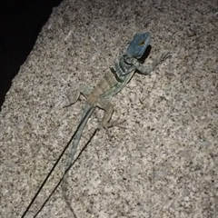 Petrosaurus thalassinus