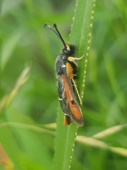 Pyropteron chrysidiforme