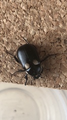 Rutelisca flohri