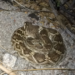 Crotalus ruber lucasensis