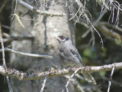Perisoreus canadensis image