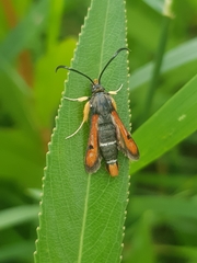 Pyropteron chrysidiforme