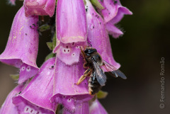 Xylocopa cantabrita