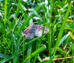 Xanthorhoe ferrugata