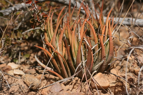 Haworthia longiana Poelln. 4