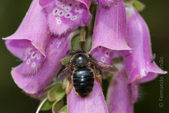 Xylocopa cantabrita