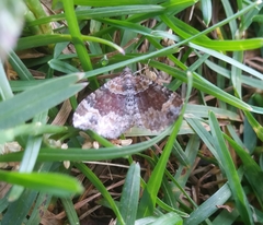 Xanthorhoe ferrugata