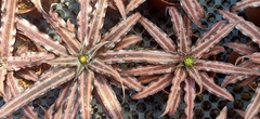 Cryptanthus bivittatus