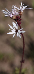 Lithophragma tenellum