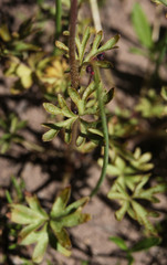 Lithophragma tenellum