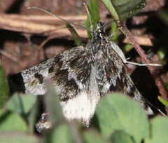 Loxostege anartalis