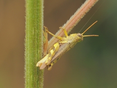 Xenocatantops brachycerus