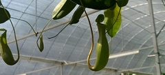 Nepenthes alata × ventricosa