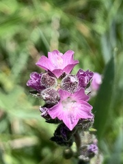 Sidalcea ranunculacea