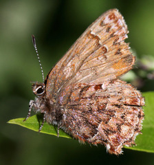 Callophrys eryphon