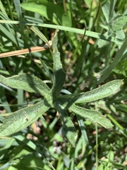 Sidalcea ranunculacea