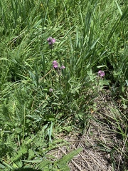 Sidalcea ranunculacea