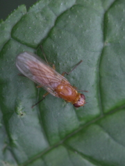 Psila fimetaria