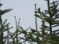 Setophaga magnolia image