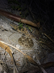 Crotalus ruber lucasensis