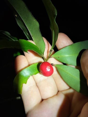 Ardisia pachyrrhachis, 2024-08-30