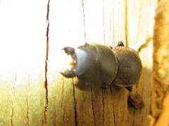 Apterodorcus bacchus