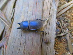 Apterodorcus bacchus