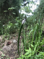 Eleocharis elegans