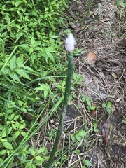 Eleocharis elegans