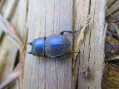 Apterodorcus bacchus