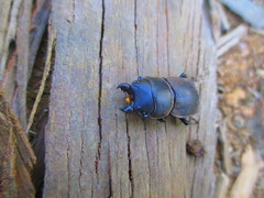 Apterodorcus bacchus