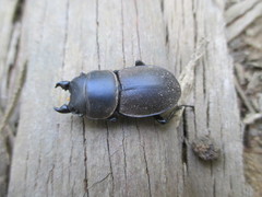 Apterodorcus bacchus