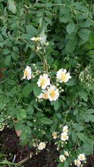 Rosa multiflora