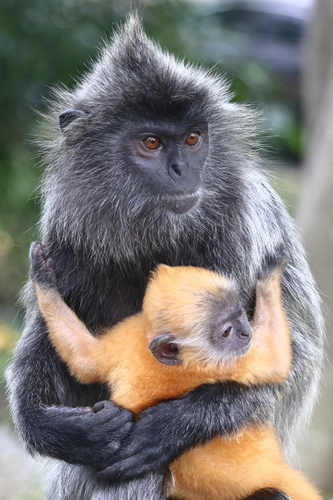 Selangor Silvery Langur