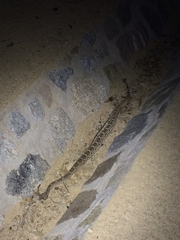 Crotalus ruber lucasensis