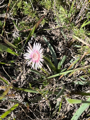 Overberg Tiptoothfig (Acrodon subulatus)
