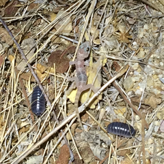 Phyllodactylus unctus