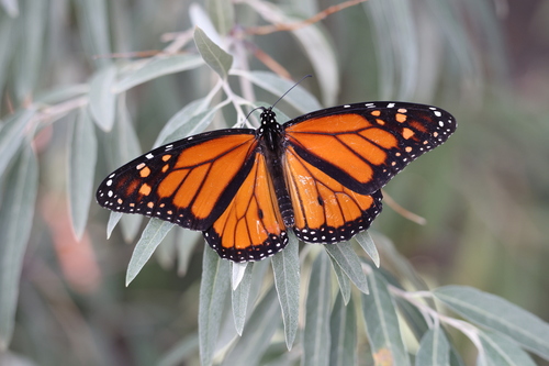 Monarch photographed in Wyoming