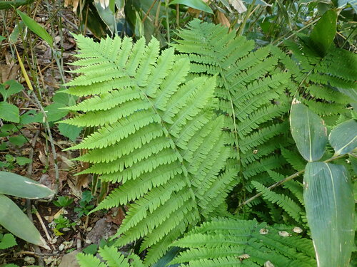 Dryopteris monticola iNat (3)