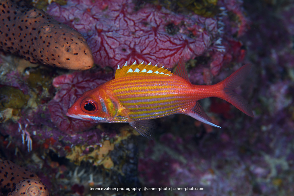 Photo of Longjaw squirrelfish (Neoniphon marianus)
