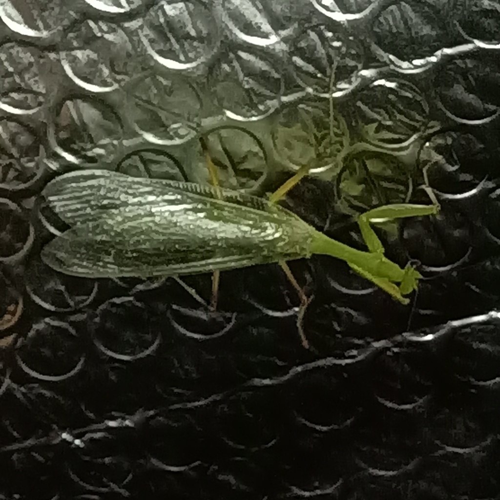 Metriomantis pilosella