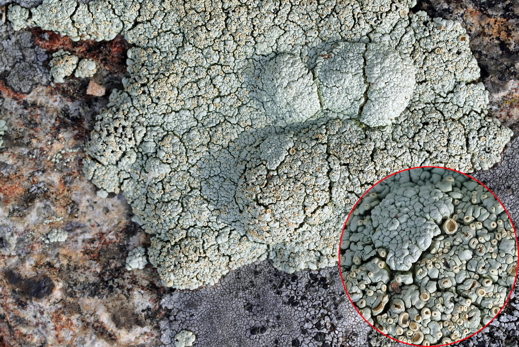 Opinicon Rock-posy Lichen