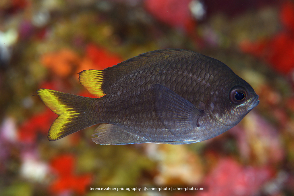 Sunshinefish