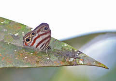 Euptychia