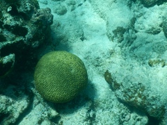 Pseudodiploria strigosa