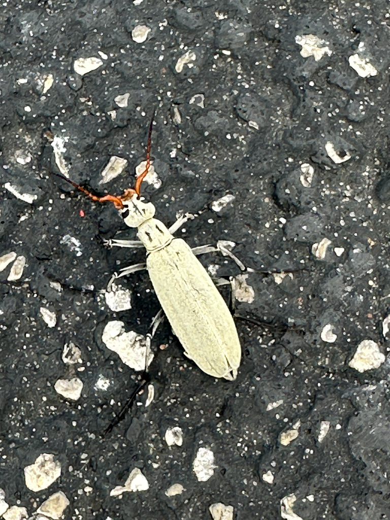 Neck-lined Blister Beetle
