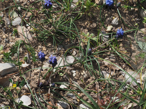 Muscari kerkis